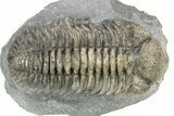 Large, Mutli-Toned Pedinopariops Trilobite - Mrakib, Morocco #253701-1